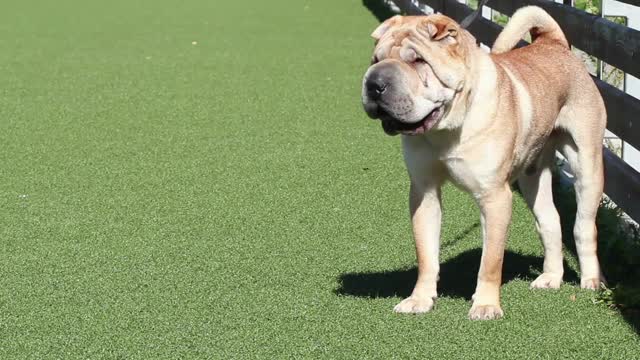 Shar pei dog barks on a leash