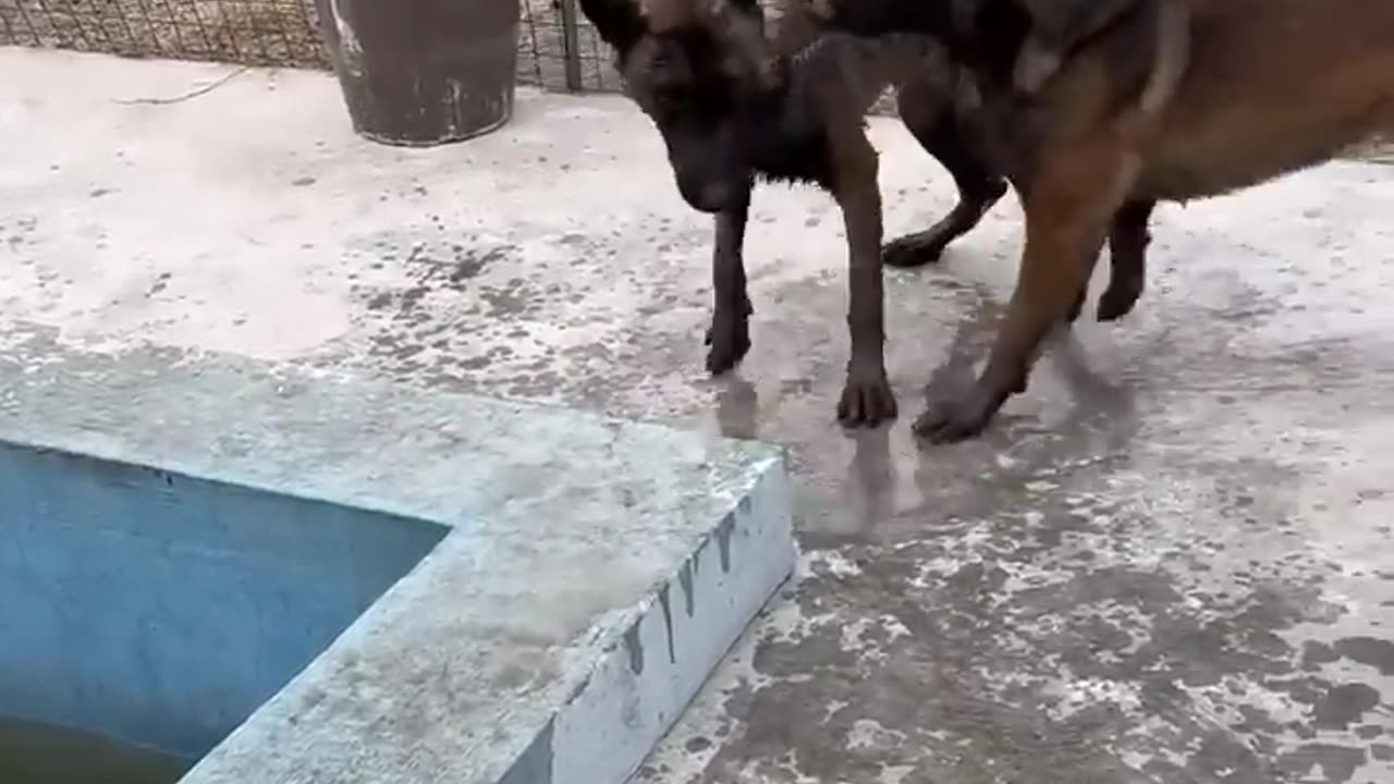 Smart dog saves best friend From Drowning