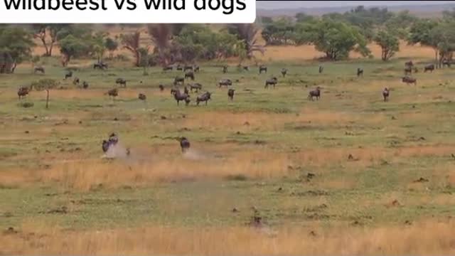 wildbeest vs wild dogsWild horses vs. wild dogs to see who can outrun who