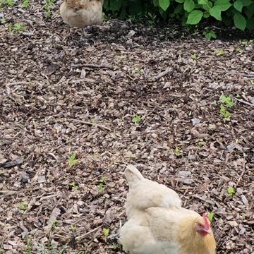 OMC! Two ladies on the hunt - pecking and scratching! 🐔🐛 #ladies #chickens #pecking #hunting #shorts