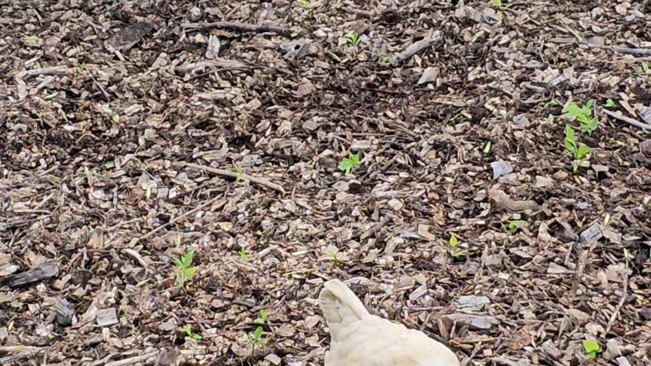 OMC! Two ladies on the hunt - pecking and scratching! 🐔🐛 #ladies #chickens #pecking #hunting #shorts
