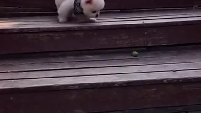 puppy