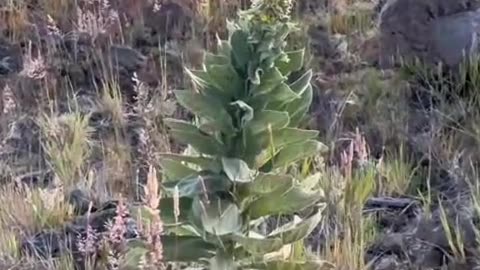 Mullein helps so much it's almost magic.