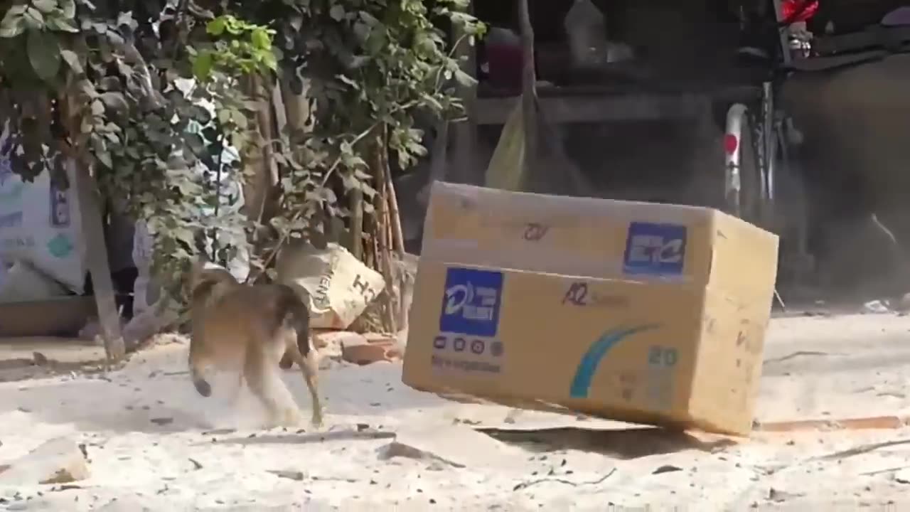 roll Prank Dog Funny & Fake Lion and Fake Tiger Prank To Dog & Huge Box Prank to Dog