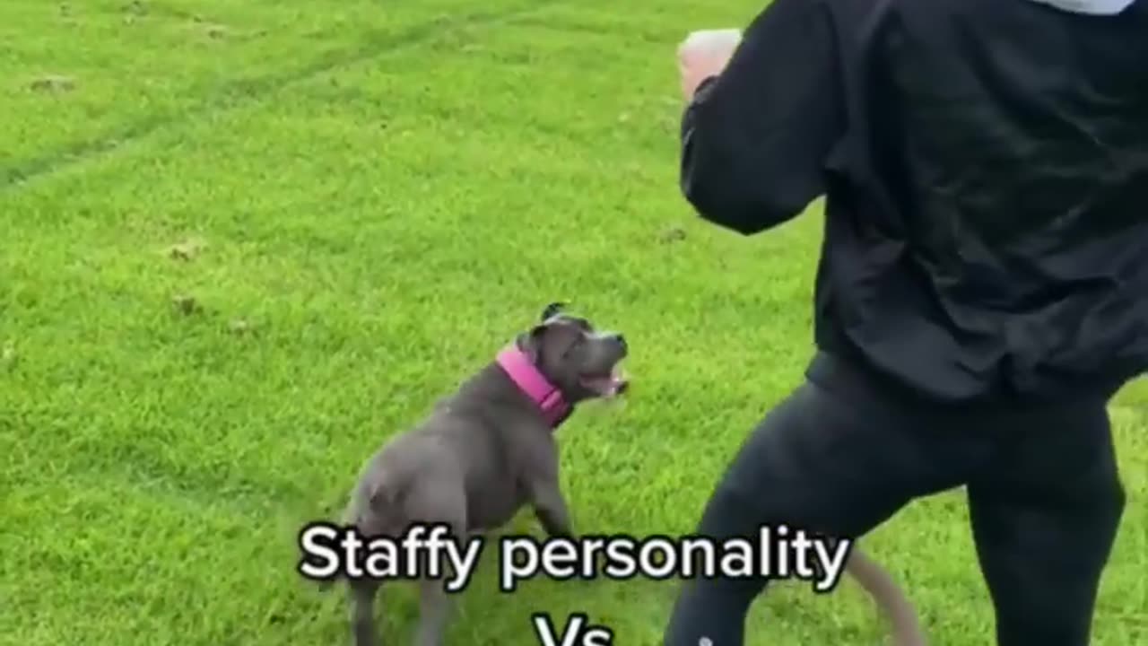 pets do crazy things