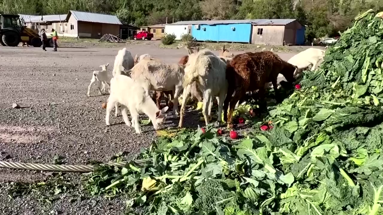 Food waste from markets reused as livestock feed in Chile