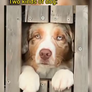 meet me at the gate dog