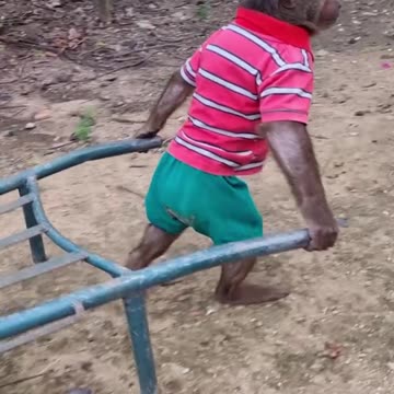 Adorable monkey harvest bananas from the farm