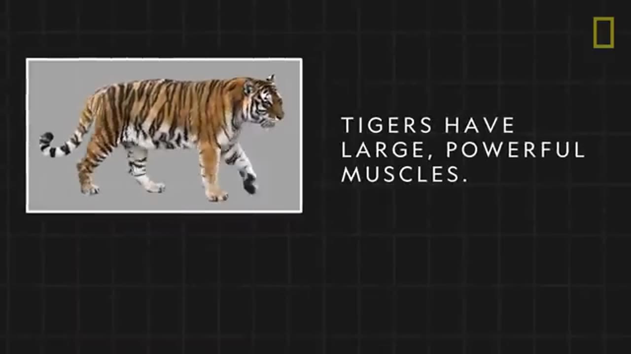 Tigers 101 | National Geographic tigers life