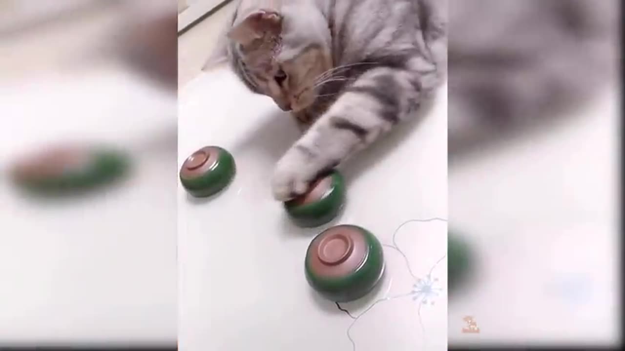 Funny cute Cats(Try not to laugh)😂🤣