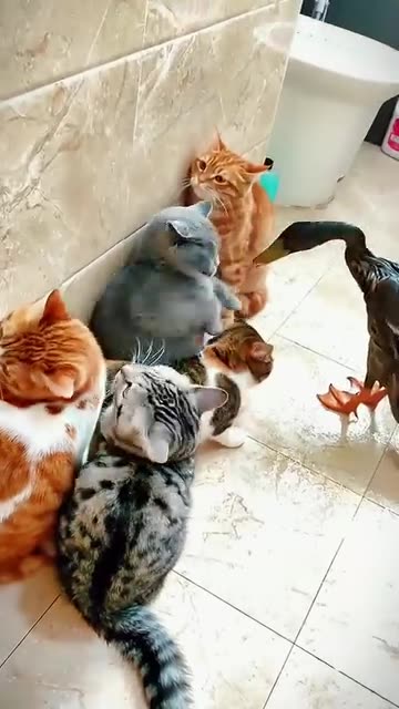 The duck and the cat 😂🤣💜❤️😍