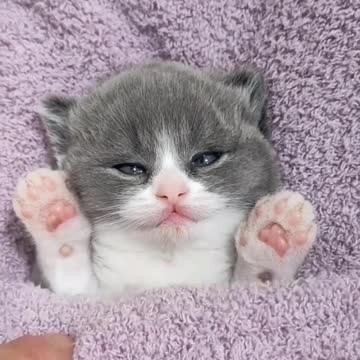 Cute cat #cat #shorts