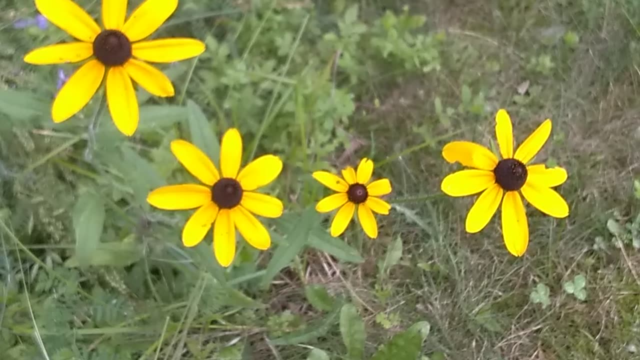 Black-eyed Susans