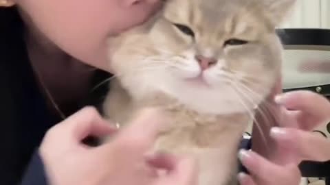 Cat Funny Video