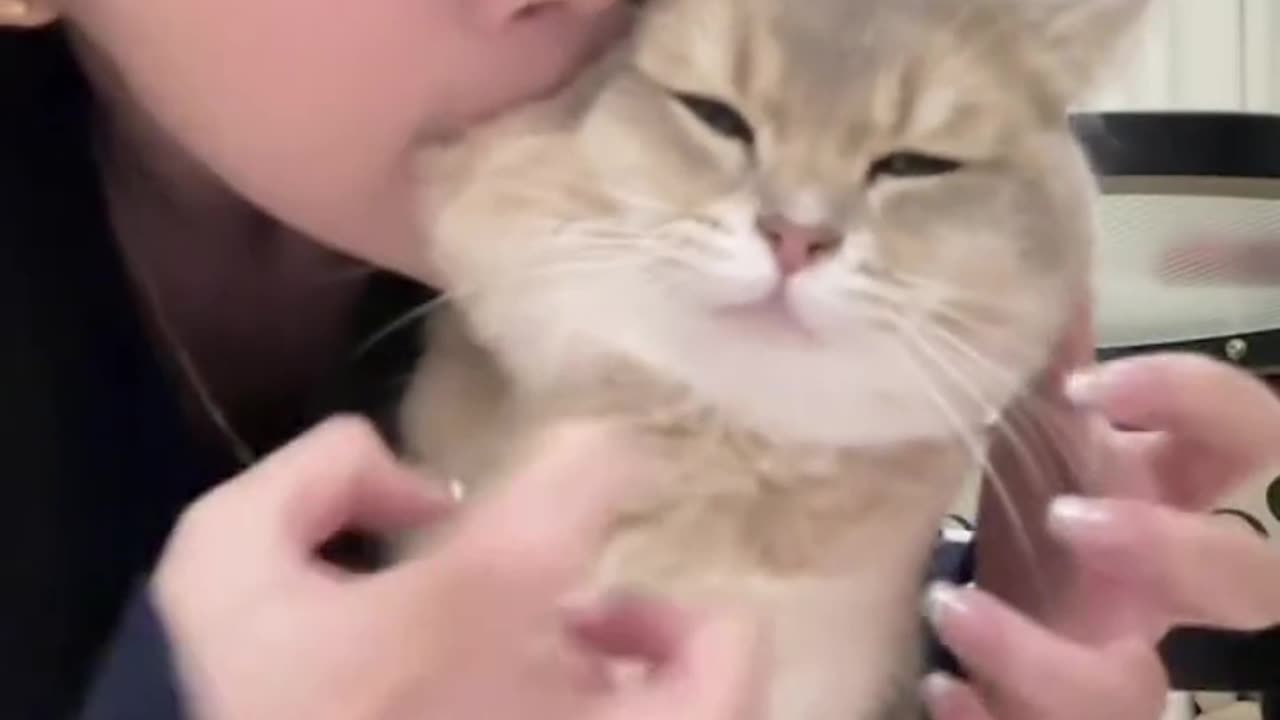 Cat Funny Video