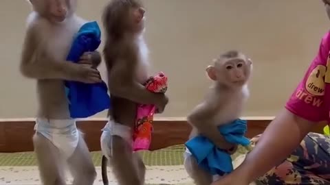 Monkeys waiting in line to wear clothes