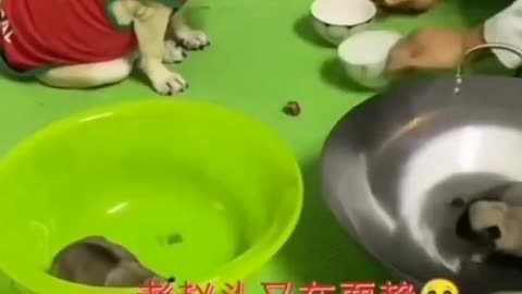 Joke with the dog