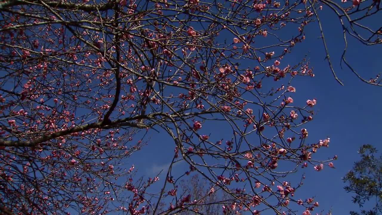 Japanese flowering apricot trees provide beautiful flowers