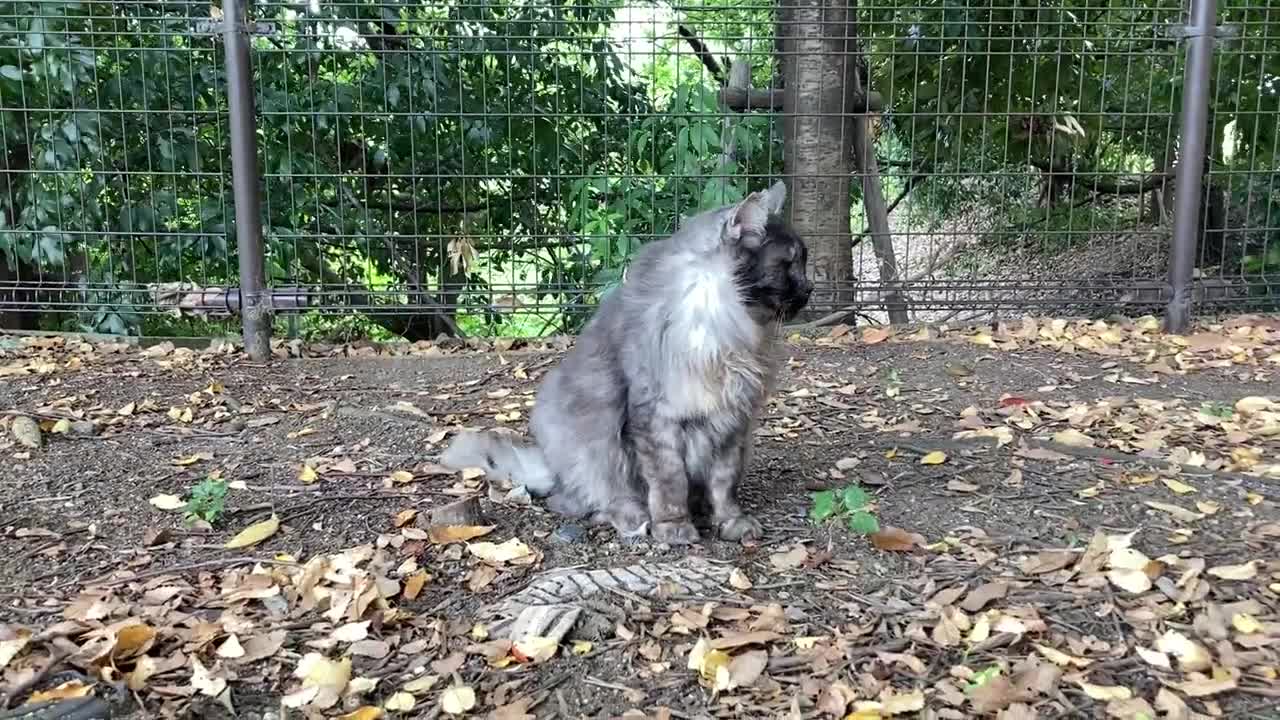 cat video S公園の猫の動画 ～エリー、今日は少し警戒モード。