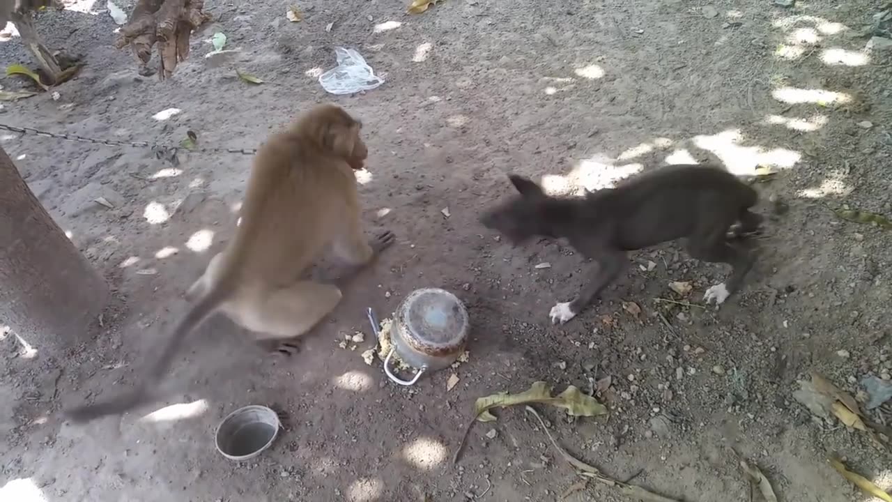 #Funny animal video #funny video