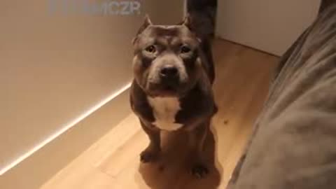 Talking dog Czr. American Bully is so smart!