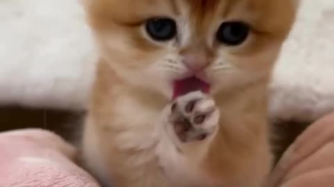 Watch her clean herself!🐾🎉