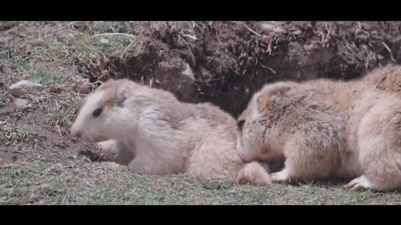 Animal Adventures: Himalayan Marmot