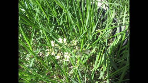 The Sweetgrass of Summer Solstice Sweetgrass July 2023