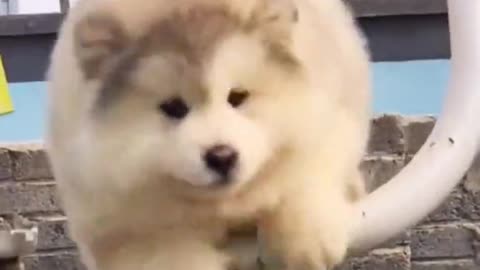 🤣Watermelon can swing for thousands of years #dog#cutedog#funnydog