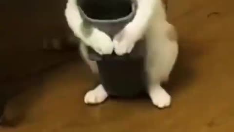 FUNNY CATS AND DOGS - TRY NOT TO LAUGH - FUNNY ANIMALS GO WILD