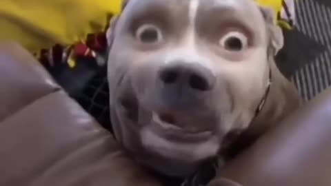 Funny animal video