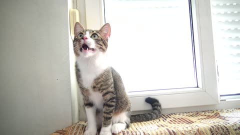 Adorable Little Cat Talks to the Toy