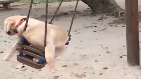 Labrador dog funny video 🤣