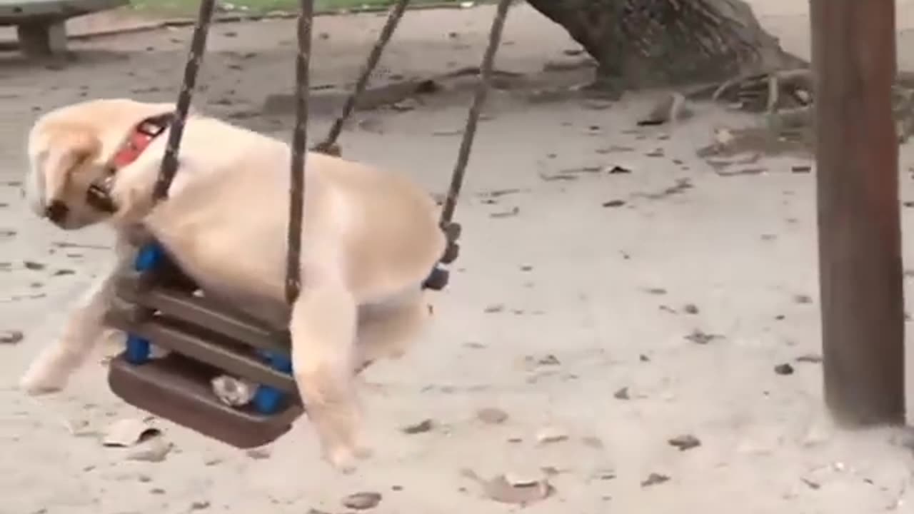 Labrador dog funny video 🤣