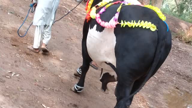 Beatifull bull ramp walk