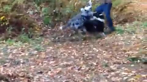 Dogs Chase Owner as He Swings on Rope