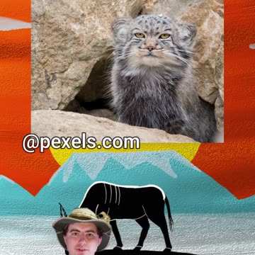 The Cat With The DENSEST Fur! | Early Morning Eland 15