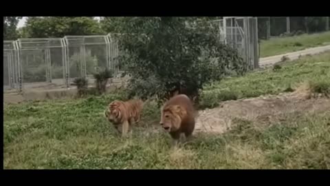 Best Lion Vs Tiger Fight Battle