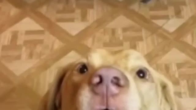 Doggy like bullet train #Funny shorts