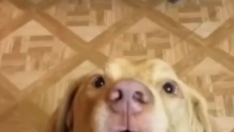 Doggy like bullet train #Funny shorts