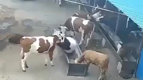 This Cow Is A Prick