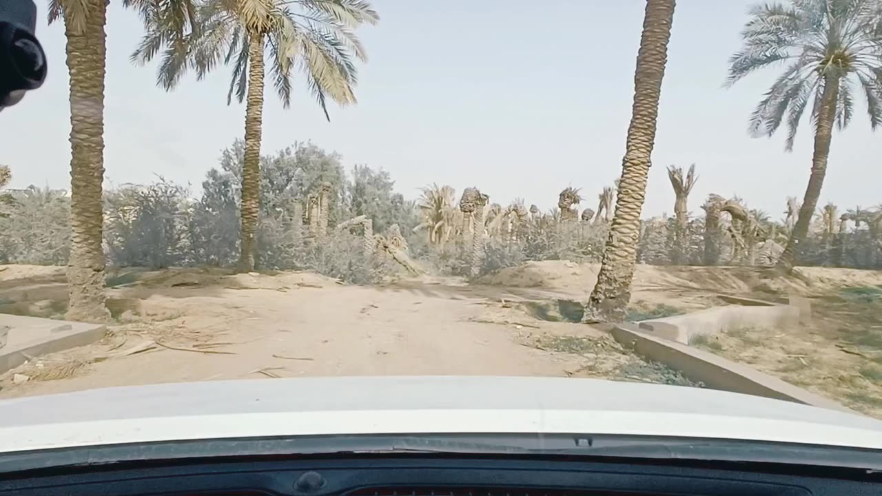 Date palm farm