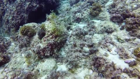 Small Friendly Cuttlefish