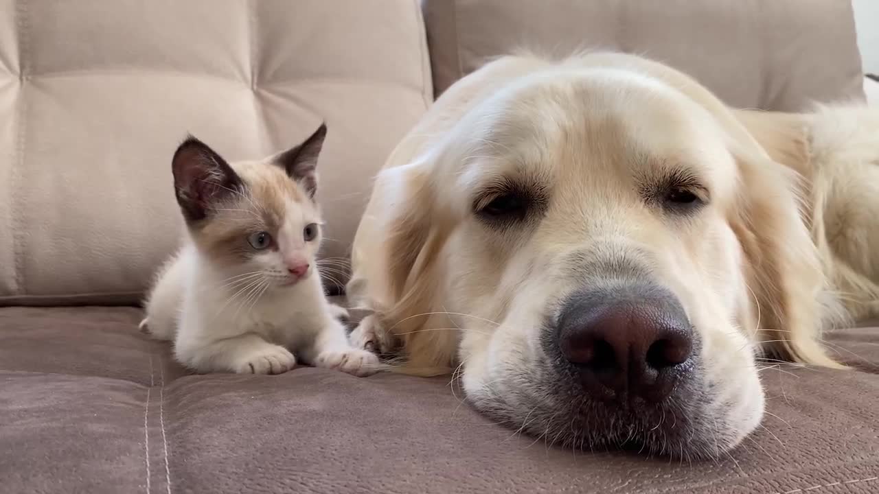 Golden Retriever and Kitten are Best Friends!