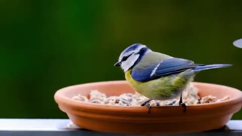 Funny animal videos