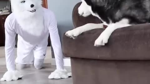 Husky Pranked By Wolf Mask! #shorts