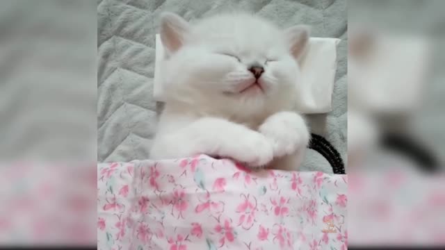 Baby cats - cute and funny cats compilation #2