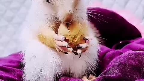 Rabbit eats walnuts