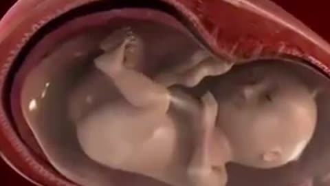 ‏This is how pregnancy takes place in a woman's womb