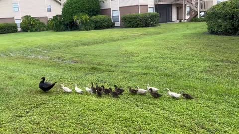 Cute ducks Family